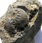 Polyptychites keyserlingi