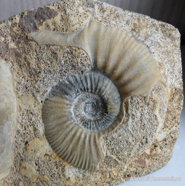 ушки, устье, Anaplanulites, Anaplanulites difficilis
