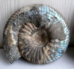 Surites spasskensis