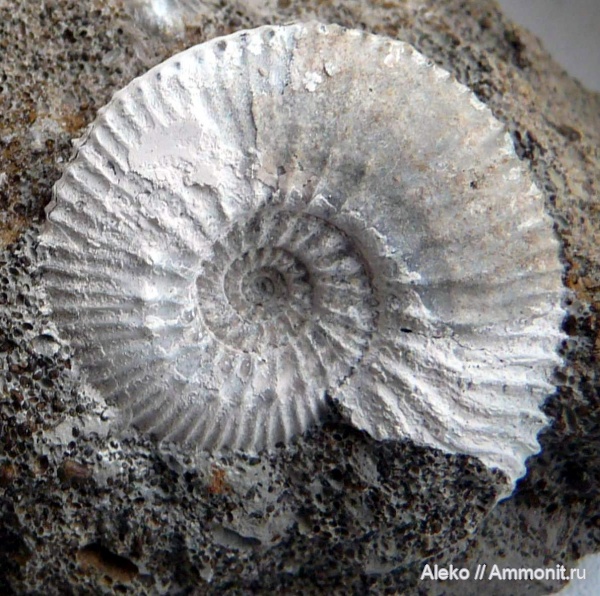 Gulielmiceras