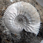 Gulielmiceras sp.