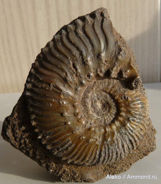 Kosmoceras, Gulielmiceras anterior
