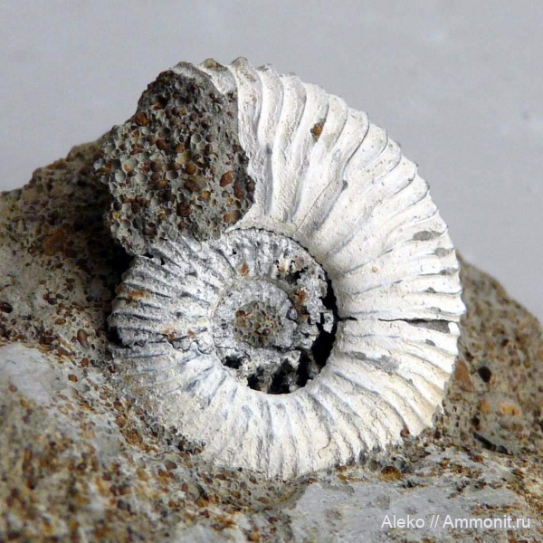 Gulielmiceras