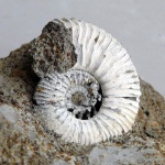 Gulielmiceras sp.