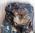 Craspedodiscus sp.