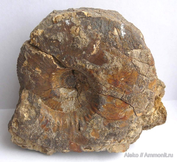 Kosmoceras, Kosmoceras obductum