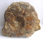 Kosmoceras ?obductum