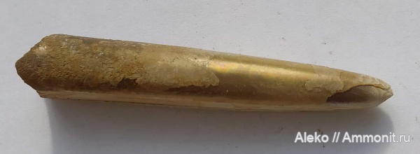 belemnites