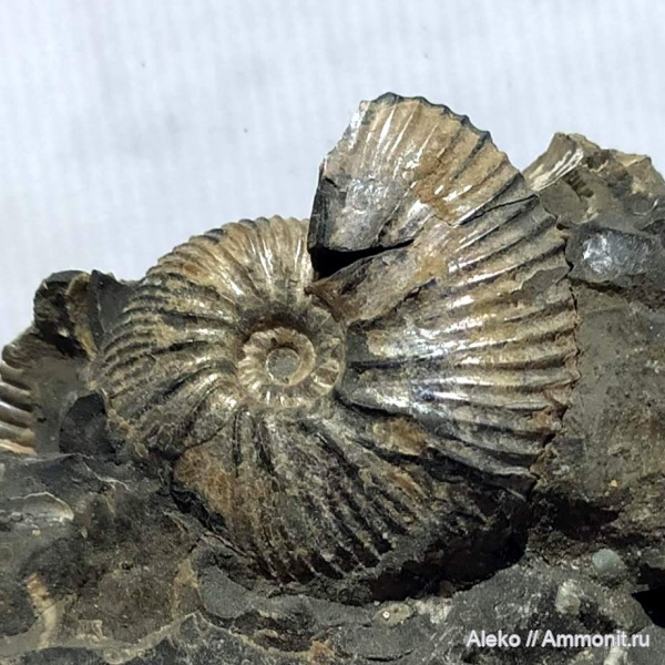 Craspedodiscus