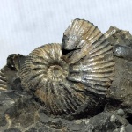 Craspedodiscus sp.