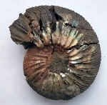 Virgatites virgatus