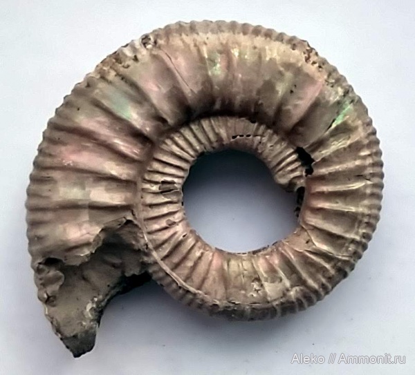 Grossouvria, Grossouvria subtilis