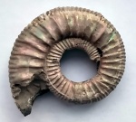 Grossouvria subtilis