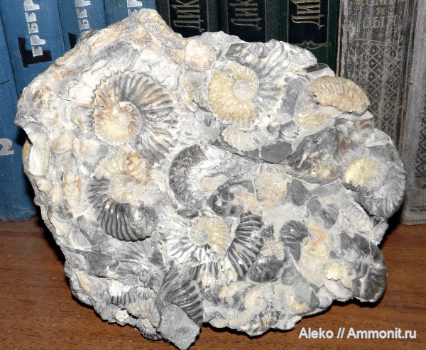 Deshayesites, Aconeceras