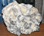 Кальцитовый блок из deshayesites и aconeceras