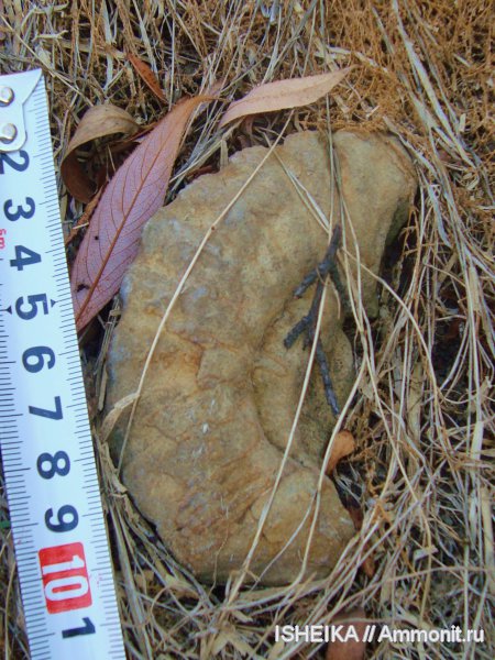 окаменелости, аммониты, юра, Ammonites, Fossils, Jurassic