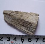 Осколок раковины двустворки Pinna