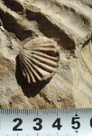 Брахиопода Septaliphoria cf. corallina.