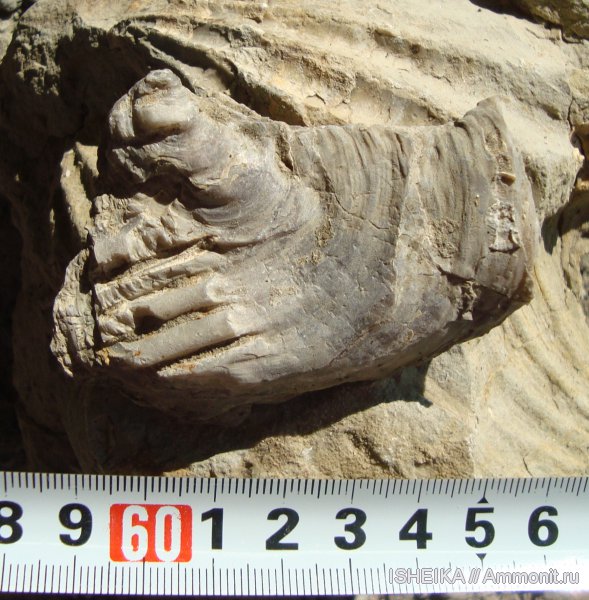 юра, двустворки, устрицы, Jurassic