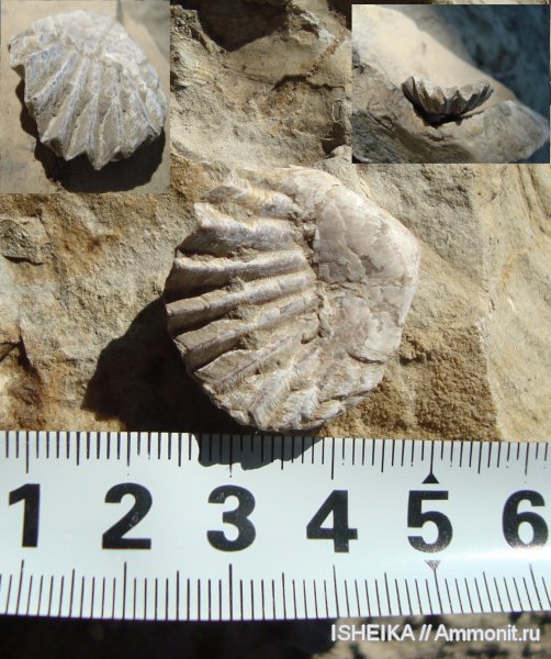 брахиоподы, юра, Rhynchonellida, Jurassic