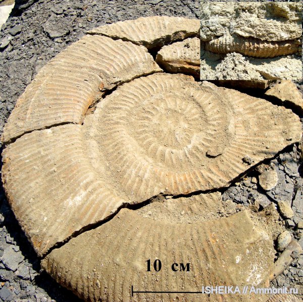 юра, Zaraiskites, Virgatitidae, Jurassic