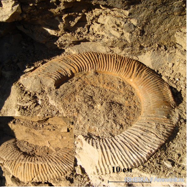 юра, Epivirgatites, Jurassic