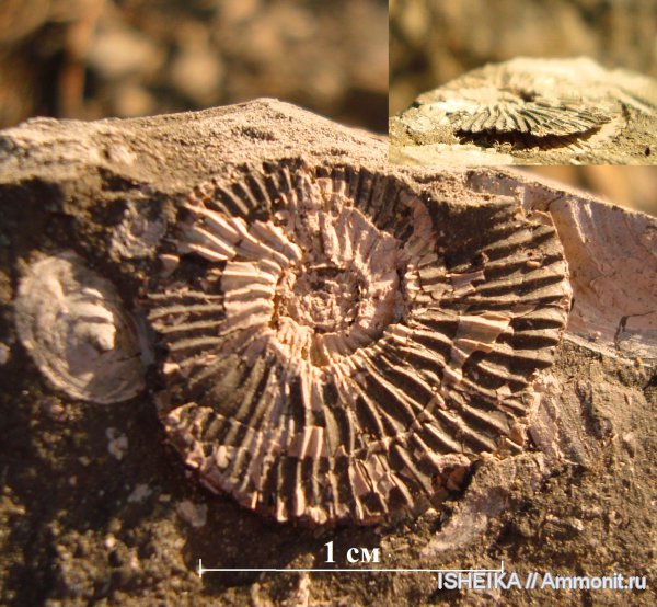 юра, Virgatites virgatus, Jurassic