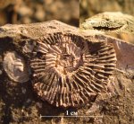 Virgatites virgatus