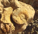 Virgatites virgatus