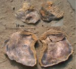 Устрица Isognomon sp.