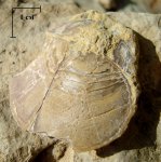 Entolium sp.