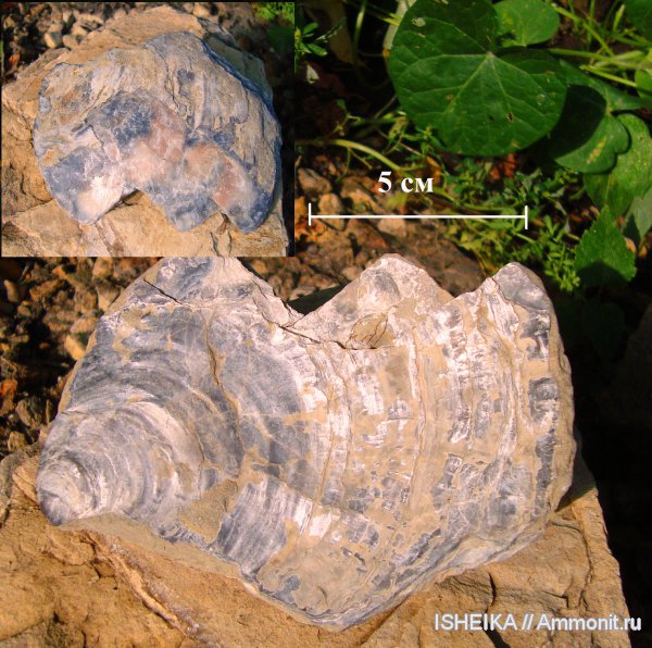моллюски, юра, двустворки, Inoceramus, Jurassic