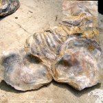 Деформированная устрица Ostrea sp.