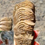 Асимметрия Virgatites gerassimovi?