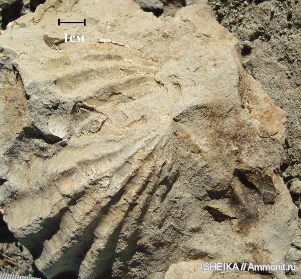 моллюски, юра, двустворки, Ctenostreon, Jurassic