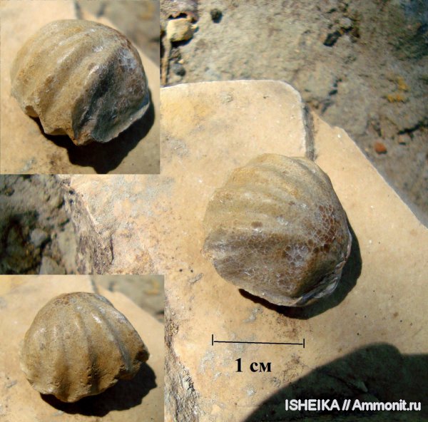брахиоподы, юра, Rhynchonellida, Jurassic