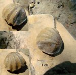 Внутренний отлив брахиоподы, предположительно отряд RHYNCHONELLIDA