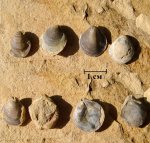 Брахиоподы Terebratulida Russiella