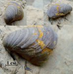 Створка Buchia russiensis