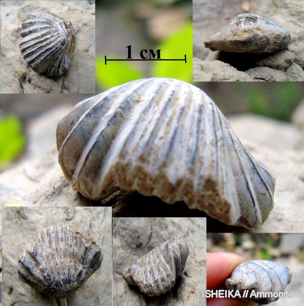 брахиоподы, юра, Russirhynchia, Rhynchonellida, Jurassic