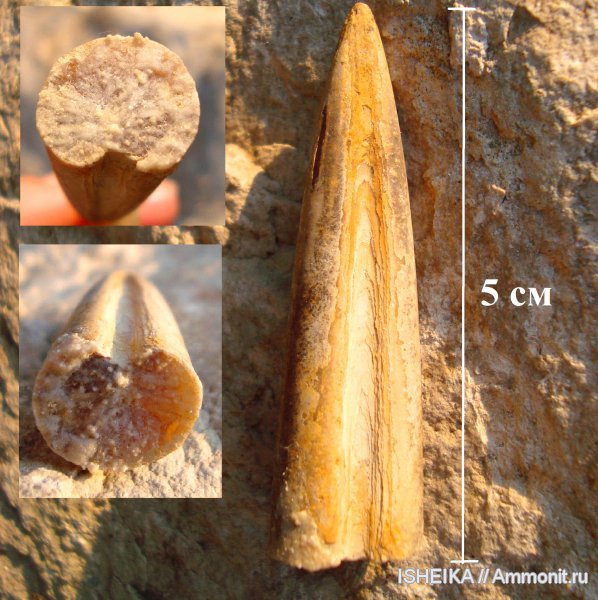 белемниты, юра, Cylindroteuthis, Jurassic, belemnites