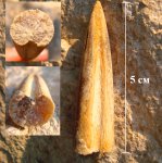 Белемнит Cylindroteuthis?