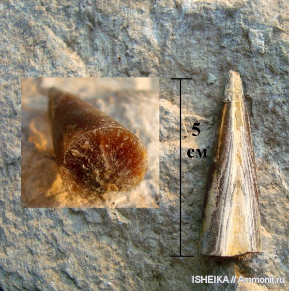 белемниты, юра, Jurassic, belemnites