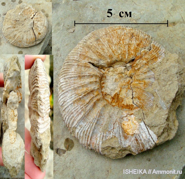 юра, юрский период, волжский ярус, Virgatites virgatus, титон, Tithonian, Volgian, Jurassic