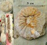 Virgatites sp.