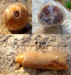 Белемнит Belemnitella sp.
