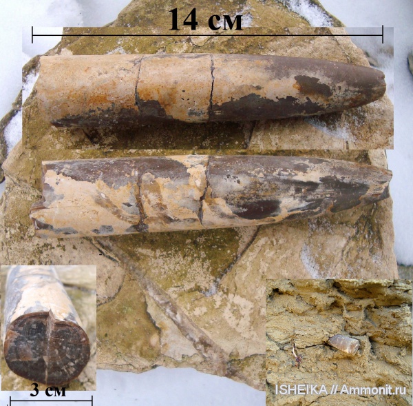 белемниты, юра, Jurassic, belemnites