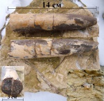Белемнит Cylindroteuthis sp.