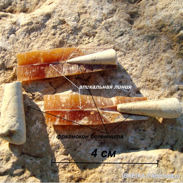 белемниты, мел, ростры, строение, Cretaceous, belemnites