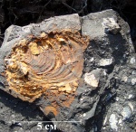 Inoceramus